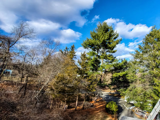 landscape with trees