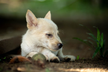 white dog portrait