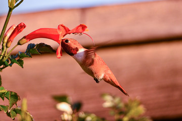 Hummingbird