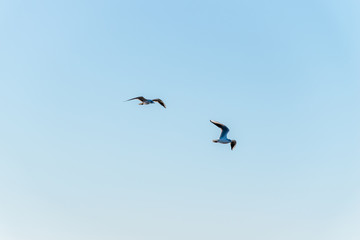 A close-up shot of two seagulls flying high in the clear blue sky (Camargue natural park, Occitanie, France)