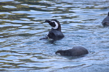 nadando para refrescarnos