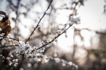 Blüten an einem Busch
