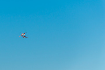 A wide angle minimalist shot of two pink flamingos flying high in the clear blue sky in the French natural park of Camargue in the early evening (France, Occitanie)