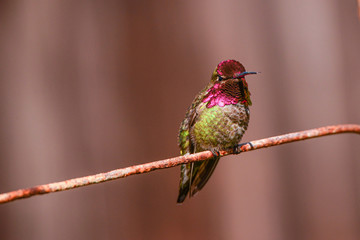 Hummingbird