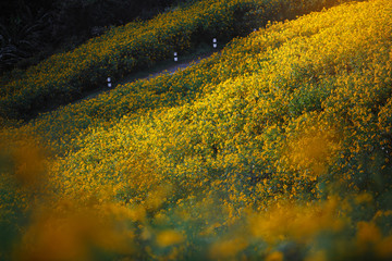 Beautiful landscape Mexican Sunflower field with mountains background