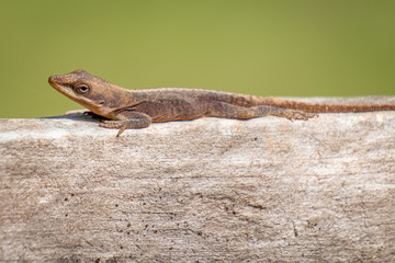 A Carolina anole or green anole looks inquisitive while it rests on a wooden fence.