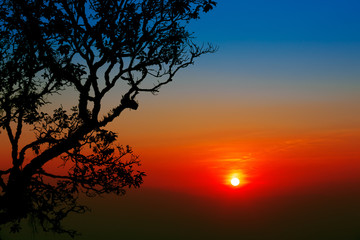 Fototapeta na wymiar Beautiful tree silhouette in dramatic sunset sky