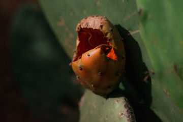 cactuses broken