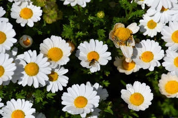密集するように咲いているノースポール（別名カンシロギク）の白い花
