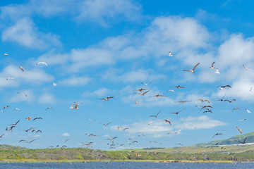 Birds flying over the river. Flock of seagulls and pelicans, beautiful cloudy sky background