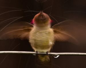 Hummingbird in Blurred Motion