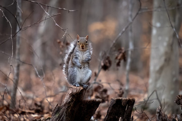 Eastern gray squirrel appears to be giving a stump speech. Good for a meme. North Carolina.