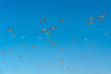 Flying pelicans and clear blue sky background