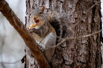 Eastern gray squirrel spitting out a peanut hull with a funny expression. Good for a meme. North Carolina.