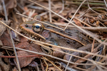 Side view of a Southern Leopard Frog with beautiful golden eyes resting by a pond's edge in early spring. North Carolina.