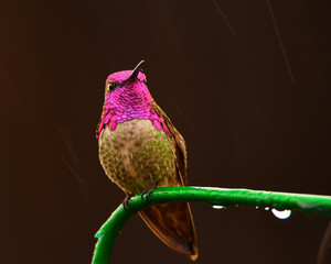 Hummingbird