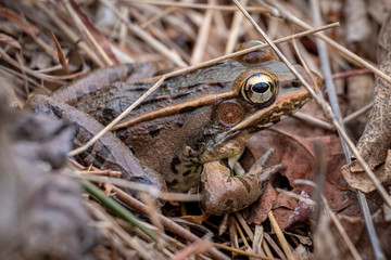 A Southern Leopard Frog with beautiful golden eyes rests by a pond's edge in early spring. North Carolina.
