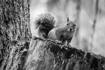 Black and white of an Eastern gray squirrel in the piedmont of North Carolina.