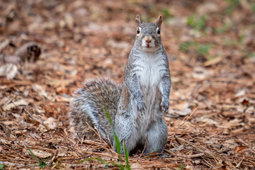 Eastern gray squirrel up on its hind legs paying close attention. Good for a meme. North Carolina.