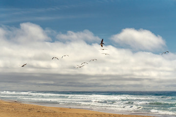 Flock of pelicans flying over the sea. Stormy Pacific Ocean, and beautiful cloudy sky on background