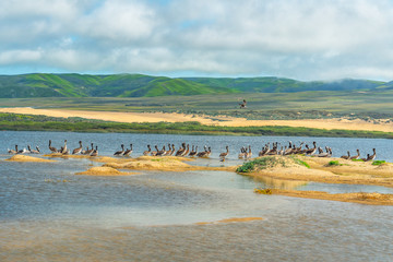 Great colony of brown pelicans on the beach. Beautiful green hill and sand dunes on background