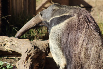 Oso hormiguero buscando el almuerzo