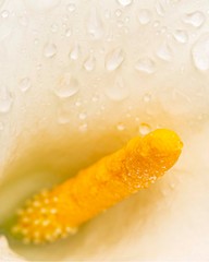Calla Lily