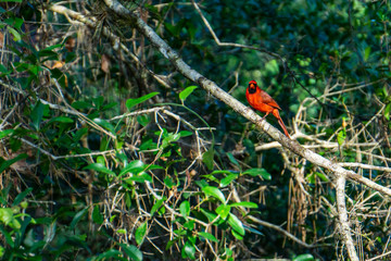 A bright red male Northern Cardinal (Cardinalis cardinalis) sitting on a branch in a forest, Halpatiokee Regional Park, Stuart, Florida, USA
