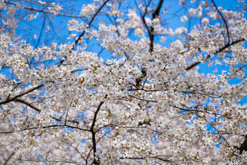 Close up of cherry blooms in full bloom with sunny sky in Tokyo, Japan