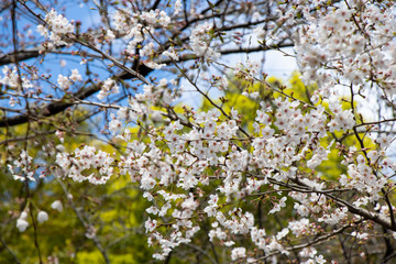 Close up of cherry blooms in full bloom with sunny sky in Tokyo, Japan