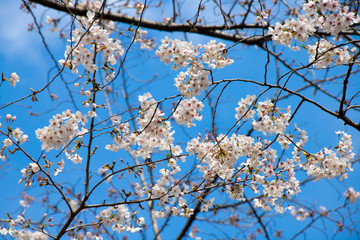 Close up of cherry blooms in full bloom with sunny sky in Tokyo, Japan