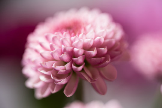 Miniature Chrysanthemum Bloom