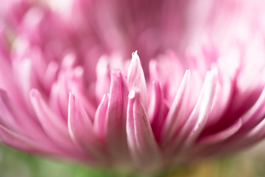 Selective Focus on a Pink Helleborus Bloom