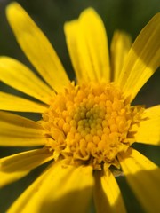 flower in a little world