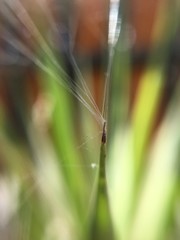 flower in a little world
