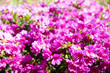 花の木公園 ツツジ