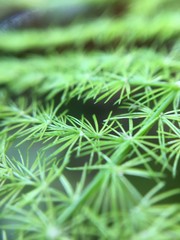 green grass background