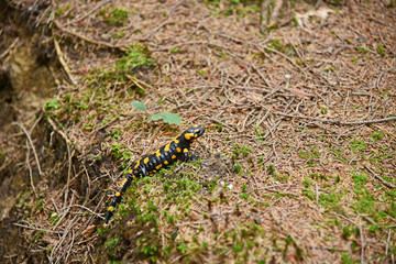 Fire salamander in wild  Schneeberg  Lower Austria