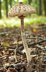 parasol mushroom (Macrolepiota procera or Lepiota procera) in forest Austria.
