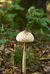 parasol mushroom (Macrolepiota procera or Lepiota procera) in forest Austria.