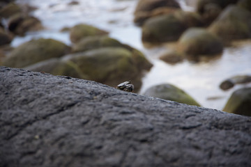 Crabs on rocks