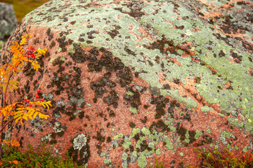 The nature of the far north, moss on a stone close-up