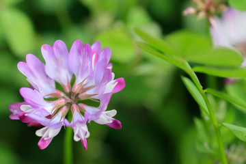 レンゲの花　福岡県　milk vetch Fukuoka