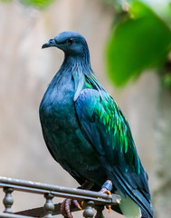 birds standing in the pard