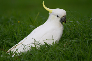 Cockatoo Feeding on the Ground in Melbourne Australia