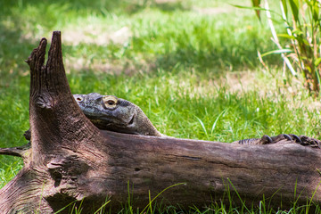 Wild animals in the park