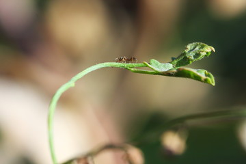 hormiga sobre planta