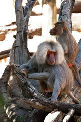 Two male mane baboon on a tree