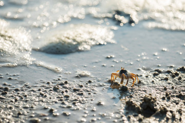 Little crab on sand beach with sea bokeh