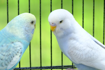 Budgie sitting on the wooden stick in cage. beautiful parrot lovebird
